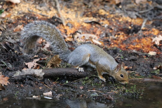 squirrel having a drink 