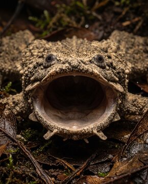 Macro frontal view of a Surinam toad (Pipa pipa) with a gaping toothless mouth