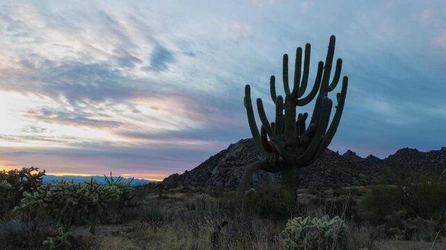 Arizona Desert Sunrise Time-Lapse Footage Featuring A Big Multi-Armed Saguaro Cactus 
