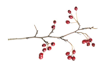 Fototapeta premium Autumn twig with small red berries of hawthorn isolated on white or transparent background
