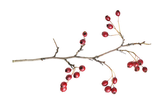 Autumn twig with small red berries of hawthorn isolated on white or transparent background