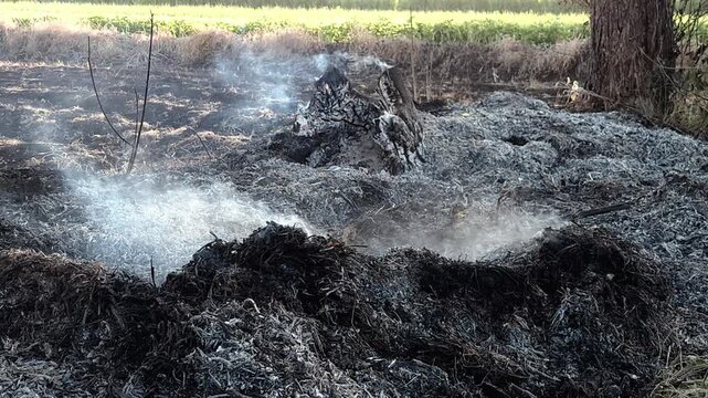 Smoldering Landscape of Scorched Earth and Stubble: Gray ash blankets the ground around a burnt log while light white smoke rises gently into the breeze, showing agricultural field clearing aftermath.
