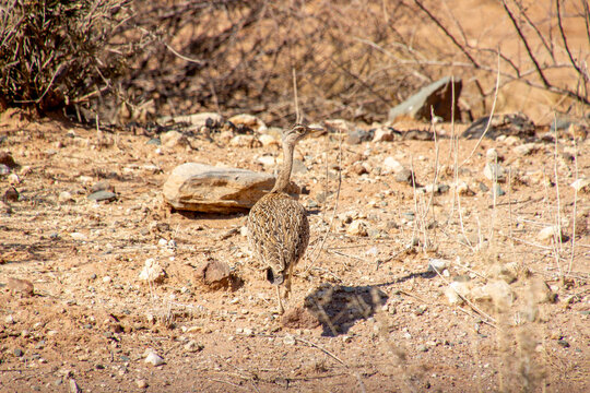 Outarde houppette, Red-crested Korhaan (Lophotis ruficrista), sur la route de Windhoek &agrave; Sesriem, Namibie, Afrique