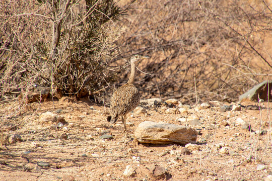 Outarde houppette, Red-crested Korhaan (Lophotis ruficrista), sur la route de Windhoek &agrave; Sesriem, Namibie, Afrique
