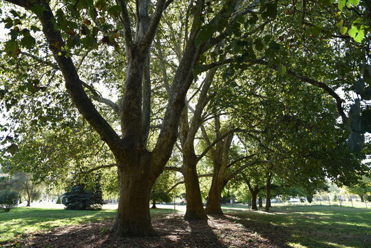 Platanes centenaires en automne