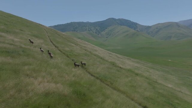 Elk herd running across a hillside, aerial view