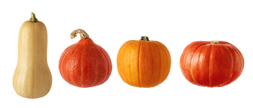 Collection of pumpkins for design isolated on transparent background. Butternut, red kuri and orange squash for autumn harvest, Halloween and Thanksgiving designs.