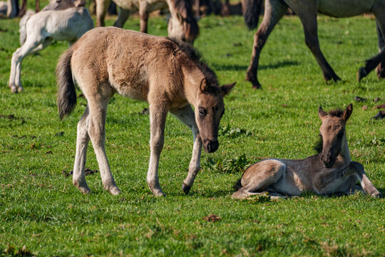 Wildpferdeherde im M&uuml;nsterland