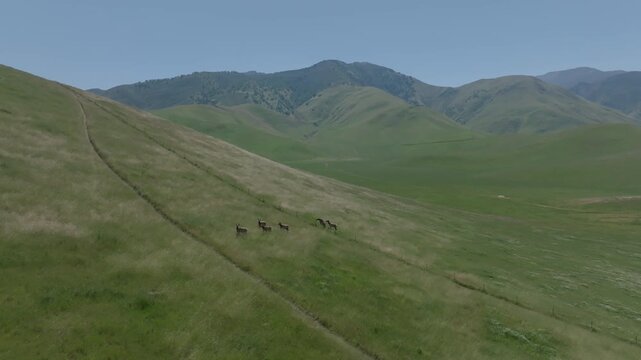 Elk herd on a hillside with mountains, aerial view