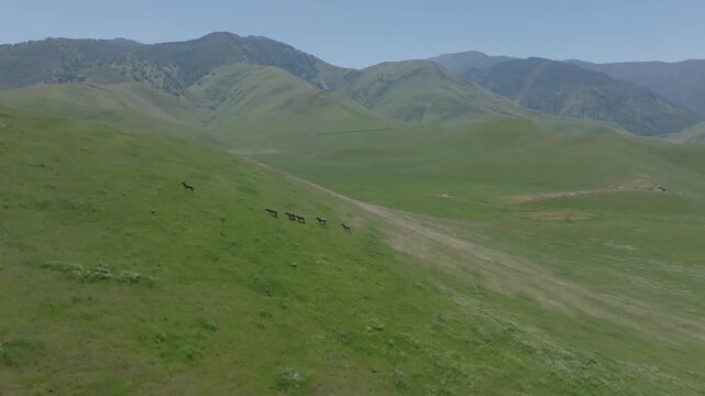 Elk herd on green hills with mountains, aerial view
