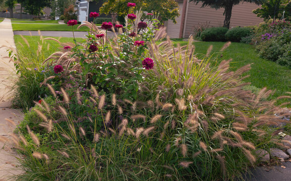 Magenta zinnias scatter jewel tones among the golden plumes of Pennisetum alopecuroides, capturing summer&rsquo;s lingering warmth in a lush cottage garden.