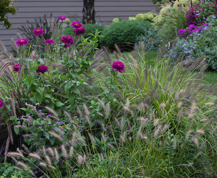 Magenta zinnias scatter jewel tones among the golden plumes of Pennisetum alopecuroides, capturing summer&rsquo;s lingering warmth in a lush cottage garden.