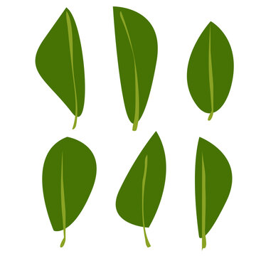 Green leaves isolated on white background,Green leaf vector illustration: set of leaves