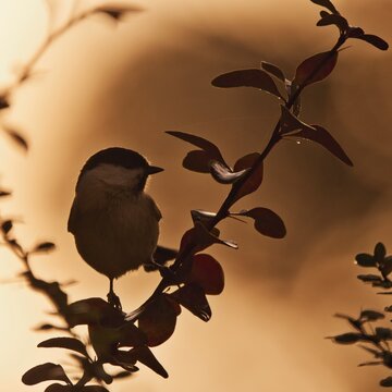 Silhouette of  Marsh tit (Parus palustris) pearching on the branch.