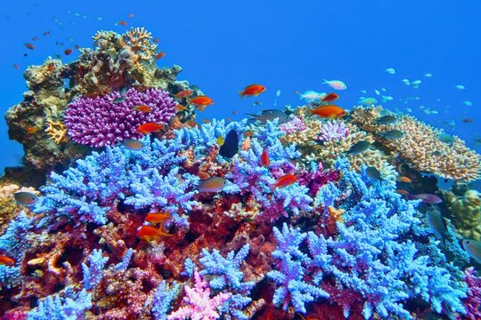 Beautiful tropical coral reef with diversity of hard corals.