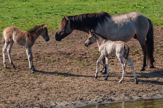 Wilde  Fohlen im M&uuml;nsterland