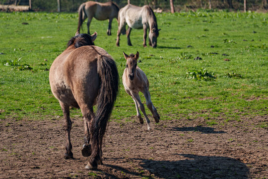 Wilde  Fohlen im M&uuml;nsterland