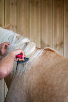 View of a person grooming the long white mane of a tan horse with a brush against a wooden stable wall in Portugal.