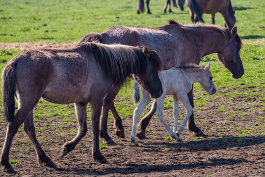Wilde  Fohlen im M&uuml;nsterland