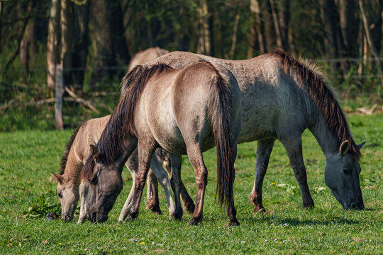Wilde  Fohlen im M&uuml;nsterland