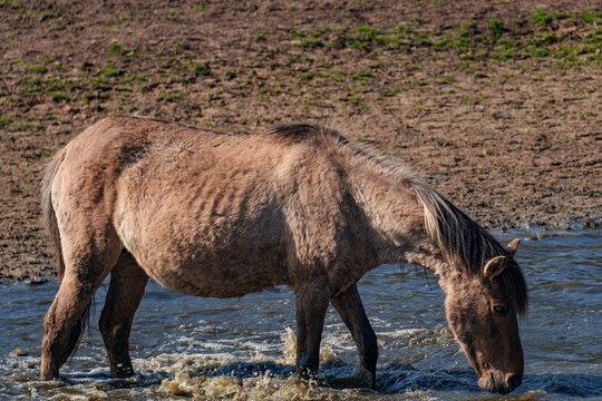 Wilde  Fohlen im M&uuml;nsterland