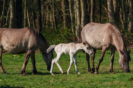Wilde  Fohlen im M&uuml;nsterland