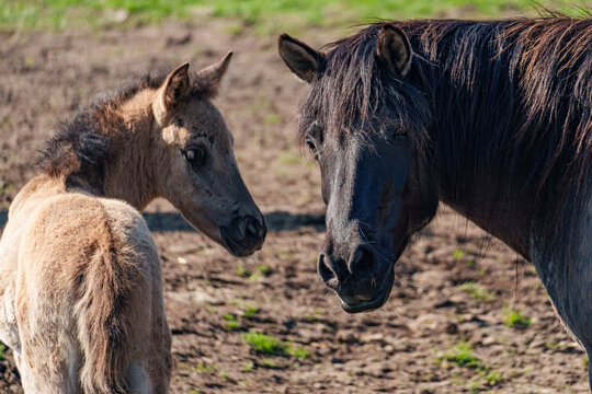 Wilde  Fohlen im M&uuml;nsterland