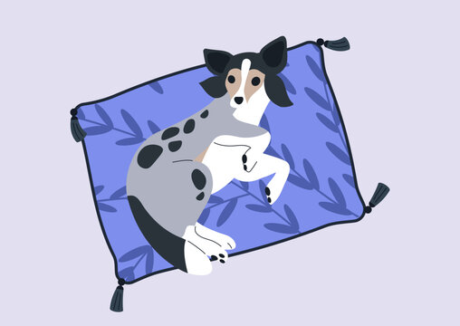 Delightful Sheltie puppy relaxing on a soft silk pillow, their playful nature evident, The warm indoor atmosphere enhances their charm and cuddly appearance.