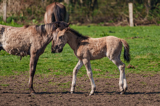 Wilde  Fohlen im M&uuml;nsterland