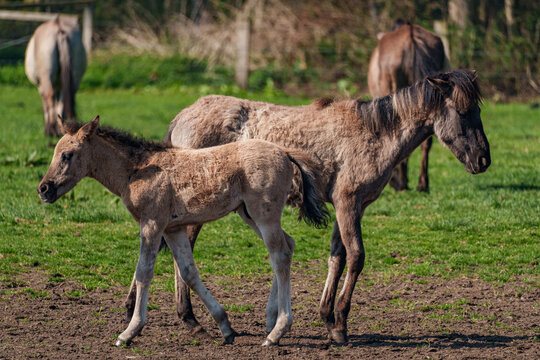 Wilde  Fohlen im M&uuml;nsterland