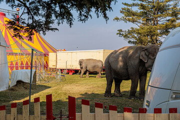 Two Elephants Grazing Near a Colorful Circus Tent and Trailers in a Fenced Backstage Area © Olga