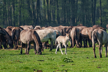 Fototapeta premium Wildpferde im Münsterland