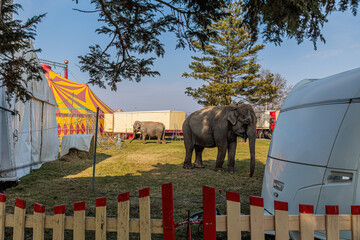 Two Elephants Grazing Near a Colorful Circus Tent and Trailers in a Fenced Backstage Area © Olga