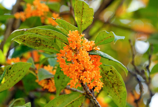 Orange Osmanthus Flowers Blooming on Branch in Autumn
