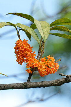 Vibrant Orange Osmanthus Flowers on Branch in Autumn