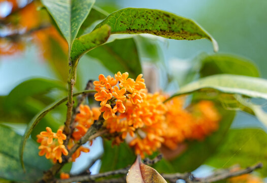 Close-Up of Orange Osmanthus Flowers on Branch in Autumn