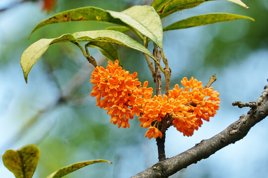 Close-Up of Bright Orange Osmanthus Flowers on a Branch in Autumn