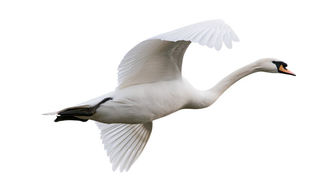 Swan flight wings spread up angle view from below isolated on transparent background png element
