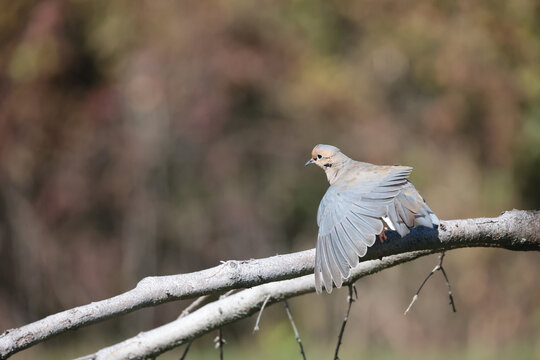 Mouring doves vs Blue Jays. Doves always win