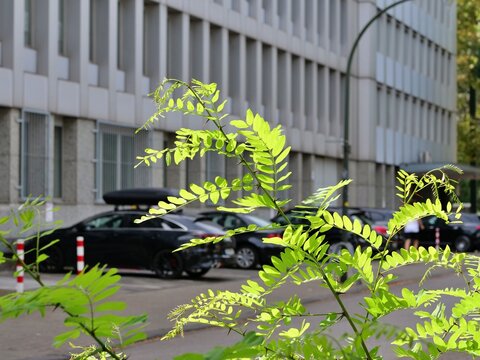 Vibrant Green Acacia Branch Illuminated by Sunlight with Modern Office Building and Parked Cars in Soft Focus