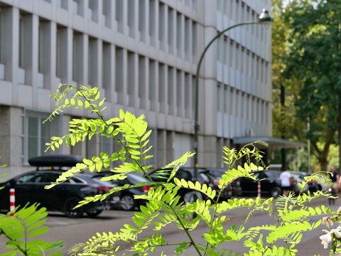 Sunlit Green Tree Leaves in Foreground with Blurred City Office Building and Parked Cars under Street Light