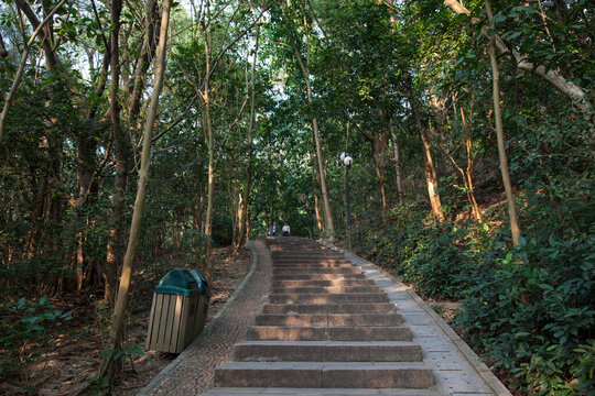 Stone Steps Through Forest Canopy in Shenzhen, Guangdong, China