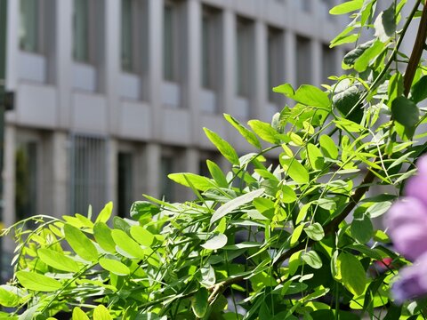 Sunlit Fresh Green Leaves and Branch in Sharp Detail with Urban Building Concrete Facade in Bokeh Background