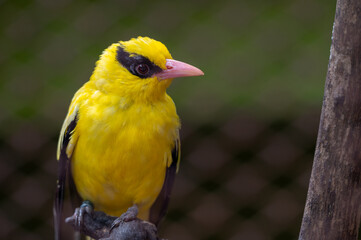 Fototapeta premium Black-naped Oriole (Oriolus chinensis) perched on the ground, showcasing vibrant bright yellow plumage, pink beak, and distinctive black eye mask.