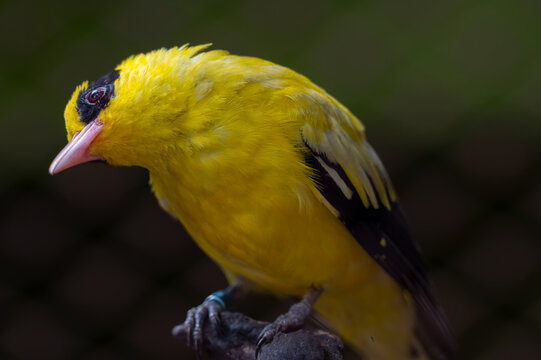 Black-naped Oriole (Oriolus chinensis) perched on the ground, showcasing vibrant bright yellow plumage, pink beak, and distinctive black eye mask.