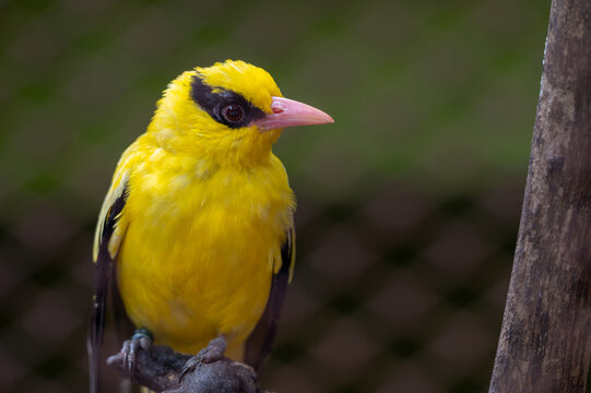 Black-naped Oriole (Oriolus chinensis) perched on the ground, showcasing vibrant bright yellow plumage, pink beak, and distinctive black eye mask.