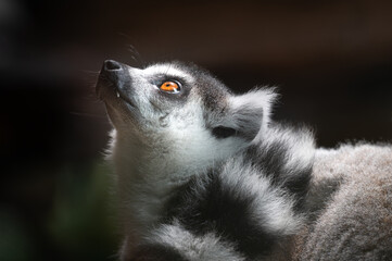 Obraz premium Close-up profile portrait of a Ring-tailed Lemur (Lemur catta) looking upward with bright orange eyes against a dark background.