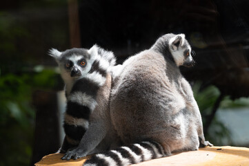 Obraz premium Two Ring-tailed Lemurs (Lemur catta) sitting together on a wooden surface, one looking at the camera while showing their iconic black and white striped tails.