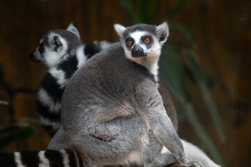 Obraz premium Two Ring-tailed Lemurs (Lemur catta) sitting together on a wooden surface, one looking at the camera while showing their iconic black and white striped tails.