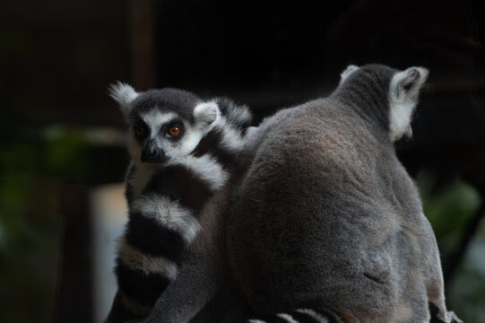 Two Ring-tailed Lemurs (Lemur catta) sitting together on a wooden surface, one looking at the camera while showing their iconic black and white striped tails.